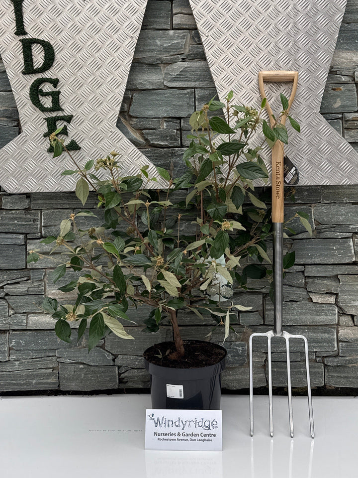 Viburnum Eskimo