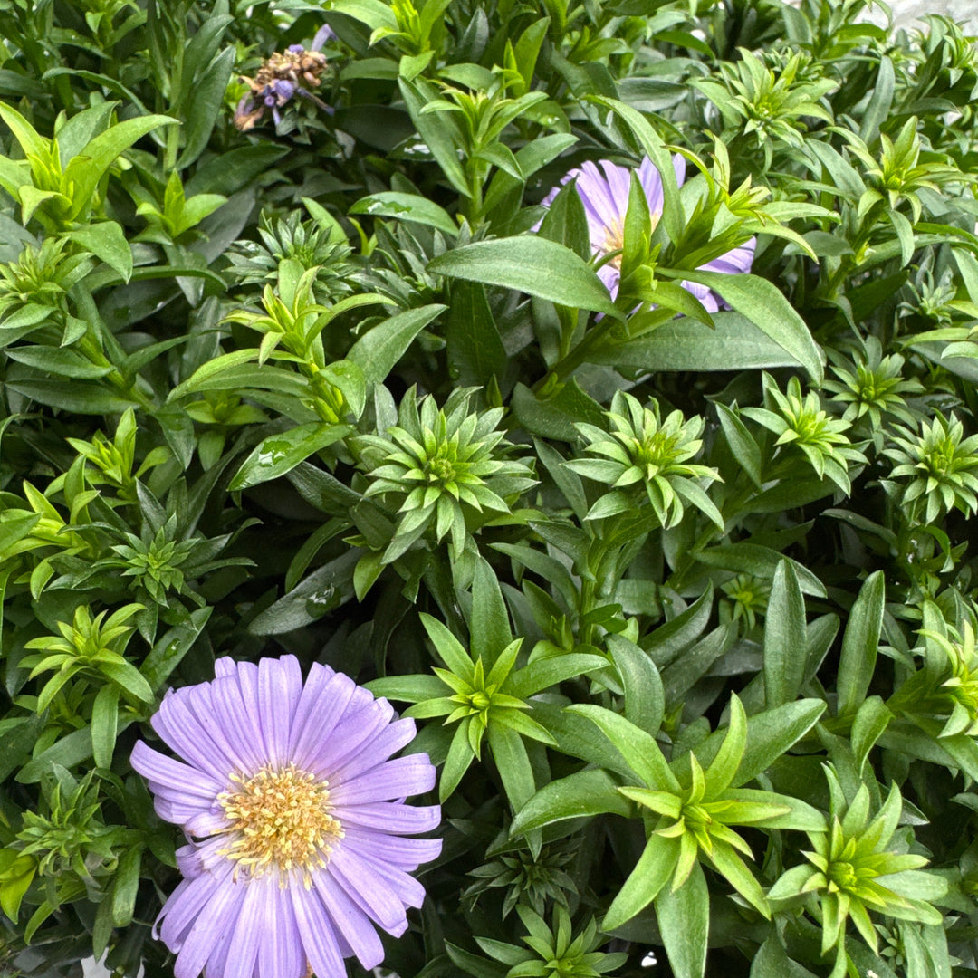 Aster (D) Alpha Purple Rocket  P17