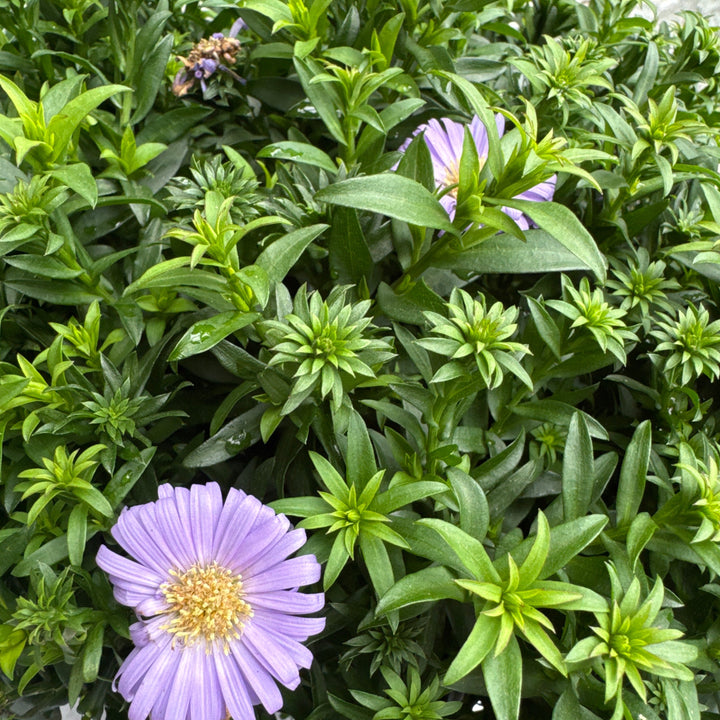Aster (D) Alpha Purple Rocket  P17