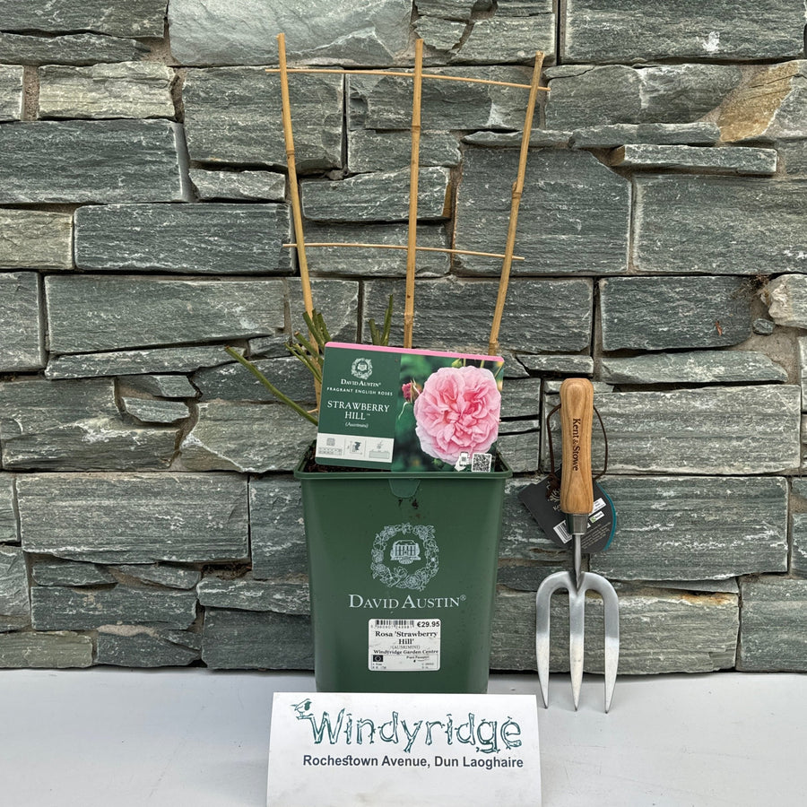 Rosa 'Strawberry Hill' - Roses - Windyridge Garden Centre