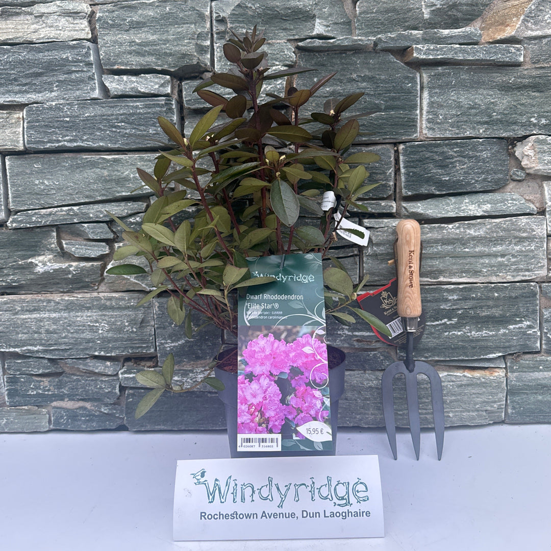 Rhododendron carolinianum Elite Star