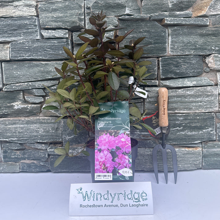 Rhododendron carolinianum Elite Star