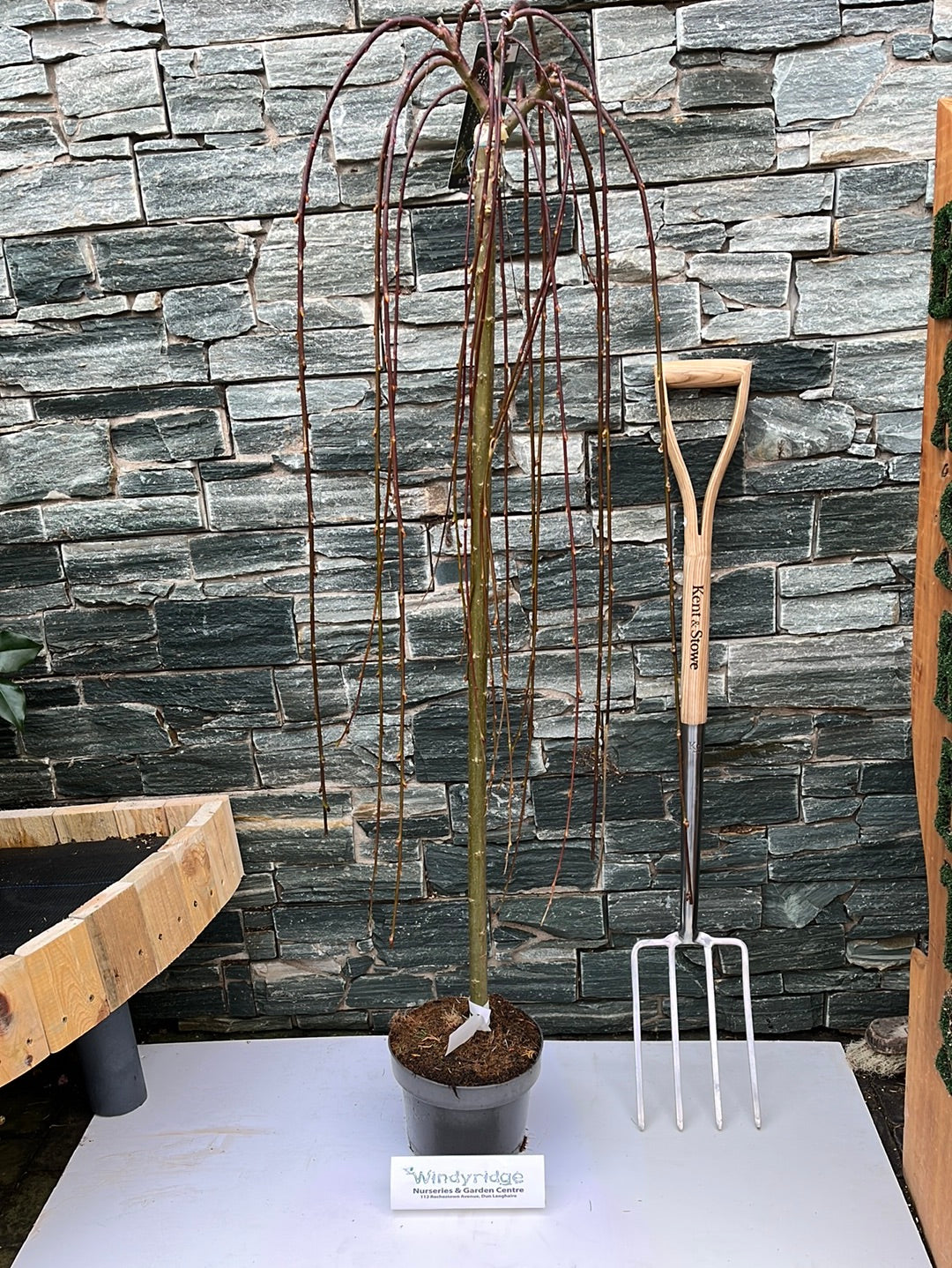Salix caprea Kilmarnock 110 cm stem