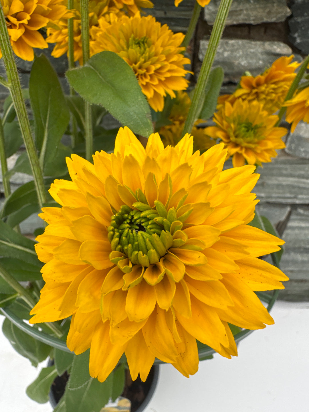 RUDBECKIA Sunbeckia Isabel 3 Litre