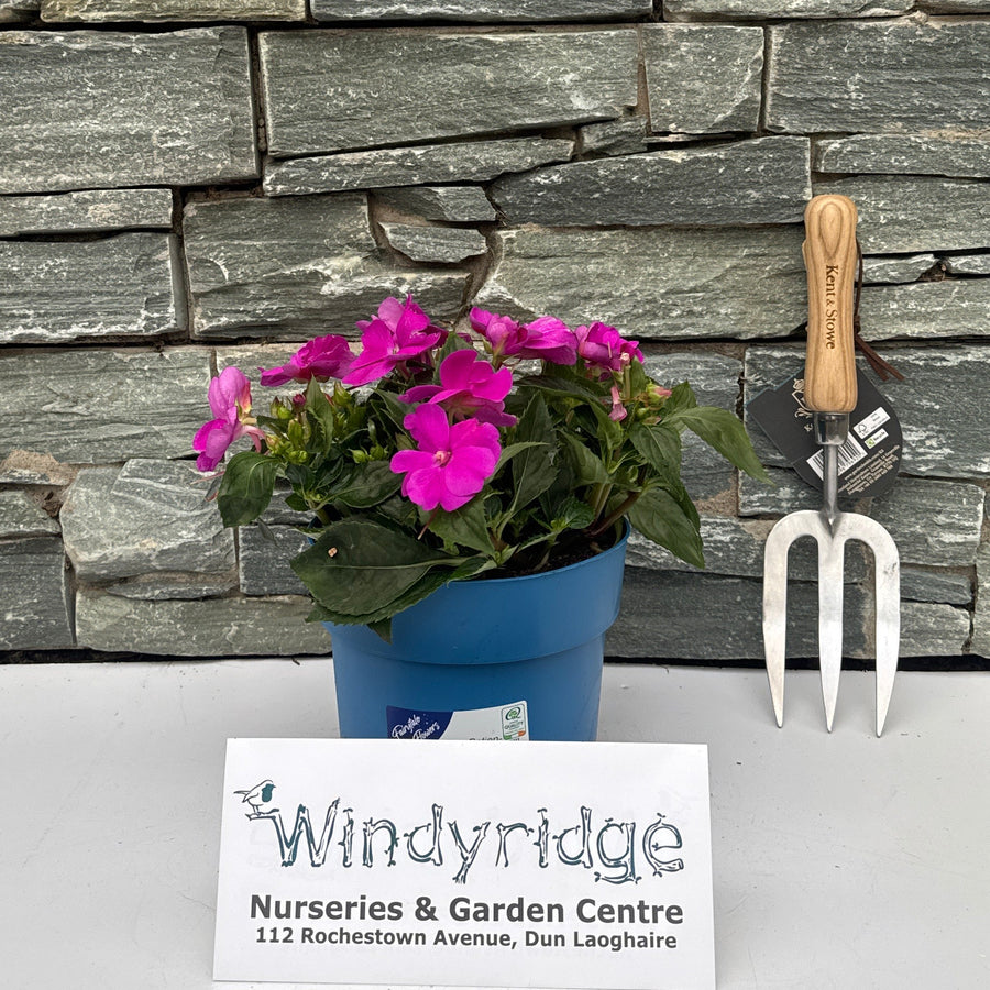 Giant New Guinea - Bedding - Windyridge Garden Centre