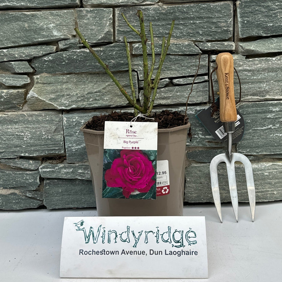 Rosa Big Purple - Roses - Windyridge Garden Centre