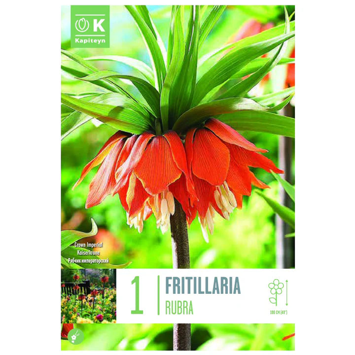 FRITILLARIA RUBRA X 1