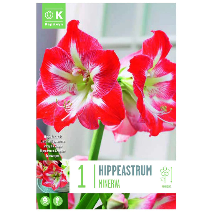 BOX HIPPEASTRUM MINERVA X 1