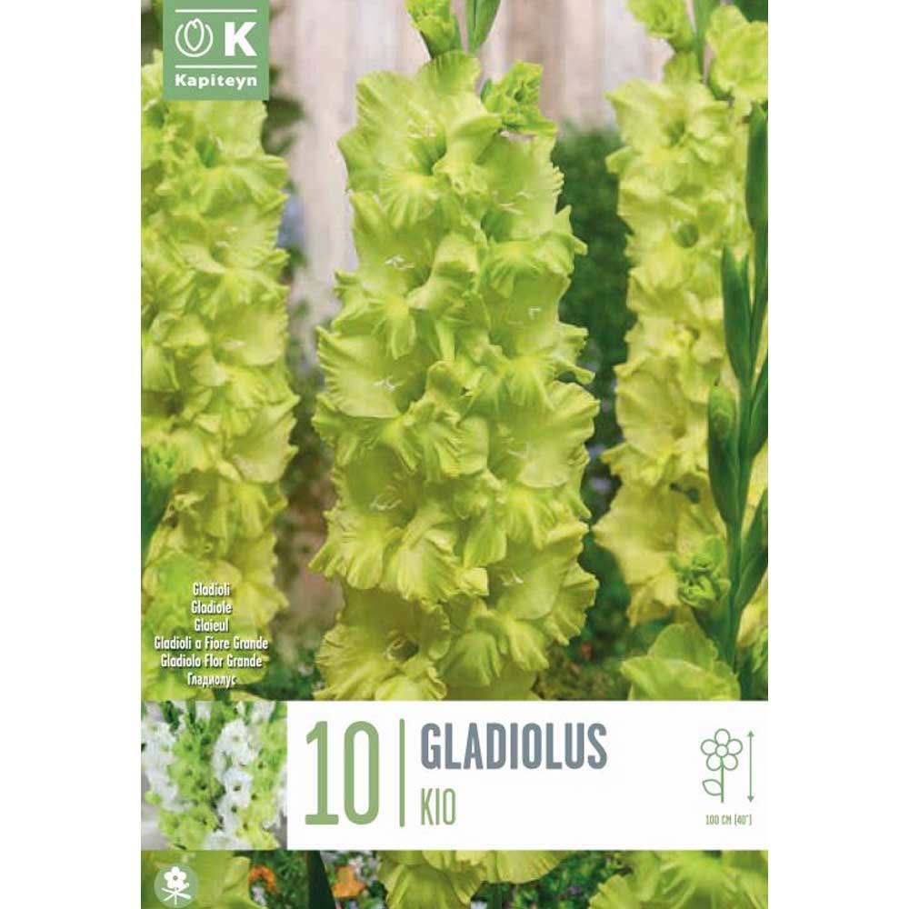 GLADIOLUS KIO 10