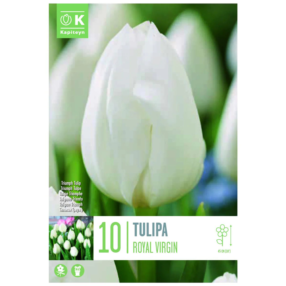 TULIPA ROYAL VIRGIN 10 Bulbs
