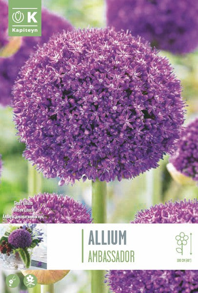 ALLIUM GIGANTEUM AMBASSADOR X 1
