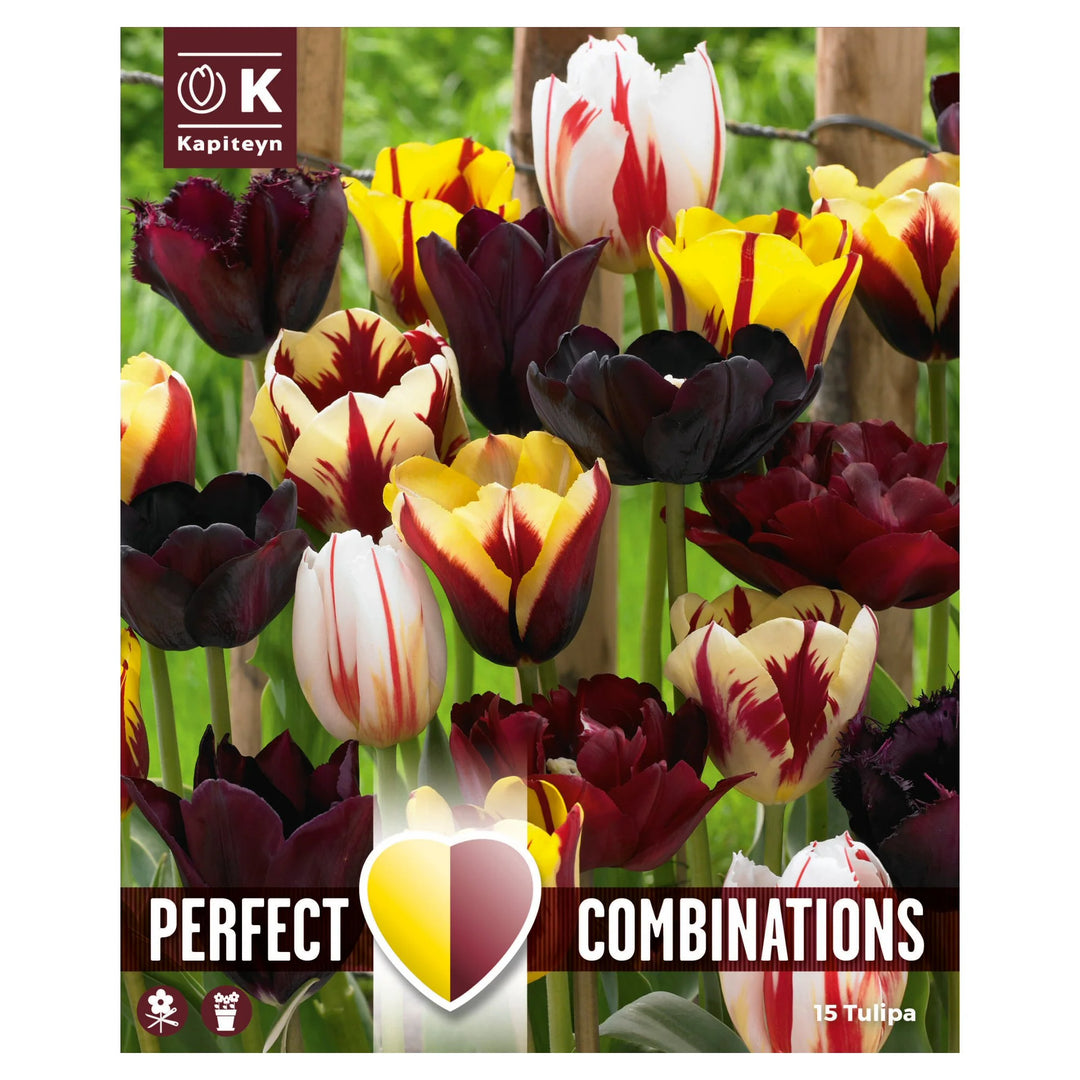 COMBI TULIPA MYSTIC BLEND x 15