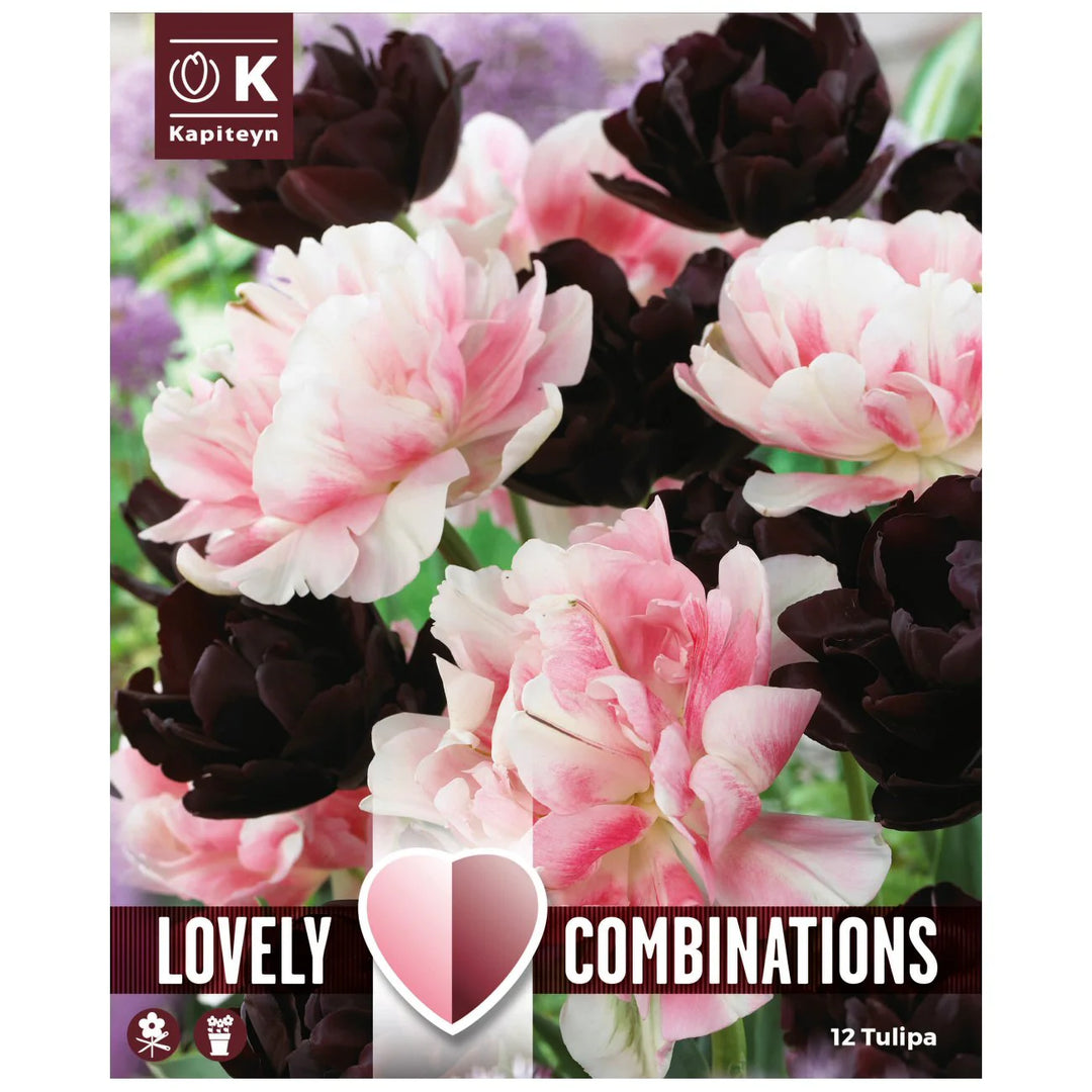 COMBI TULIPA DUOPACK BLACK & PINK 12 Bulbs