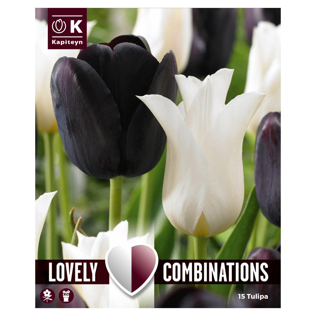 COMBI TULIPA DUOPACK BLACK & WHITE x 15