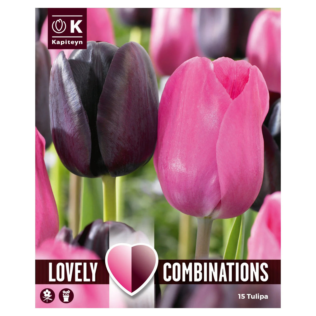 COMBI TULIPA DUOPACK BLACK & PINK 15 Bulbs