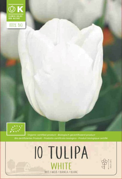 BIO TULIP TRIUMPH WHITE x10