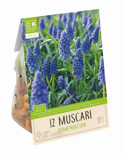 BIO MUSCARI ARMENIACUM x 12