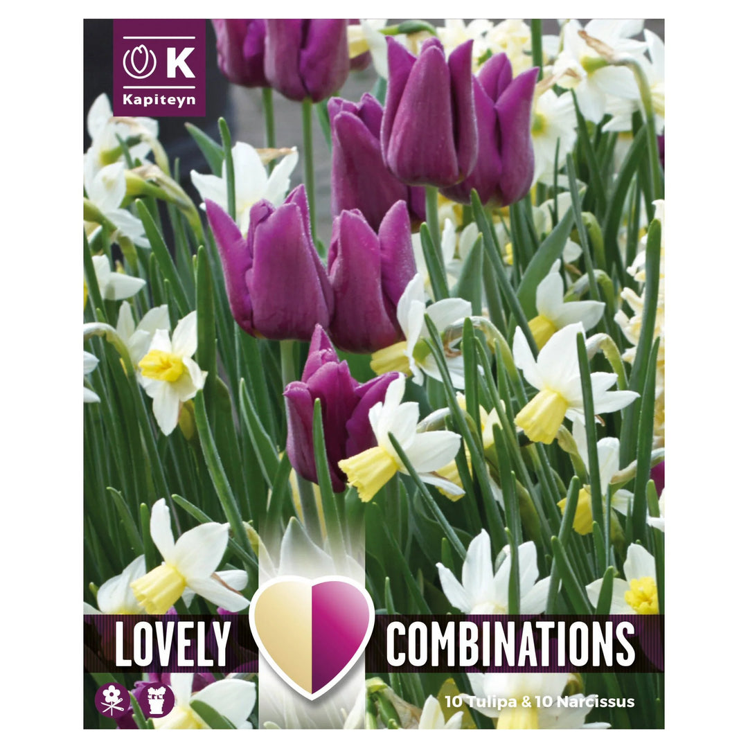 COMBINATION TULIPA PURPLE & NARCISSUS WHITE