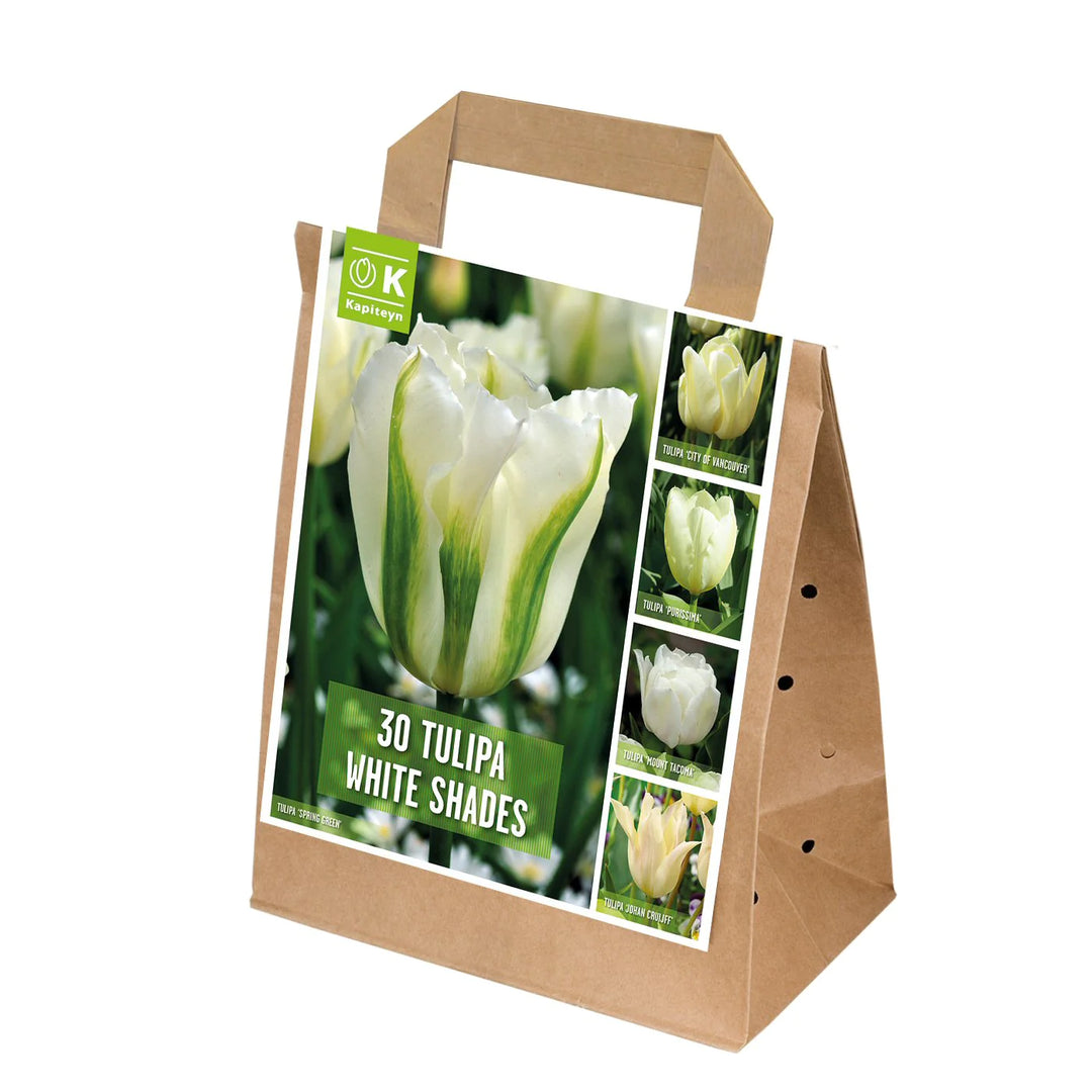 BAG TULIP WHITE SHADES X 30 Bulbs