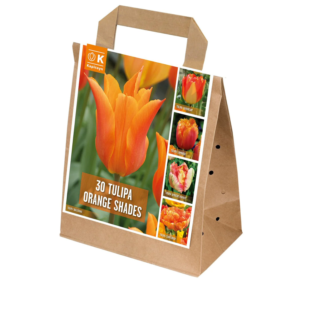 BAG TULIP ORANGE SHADES X 30 Bulbs