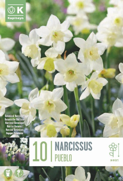 NARCISSUS PUEBLO x10
