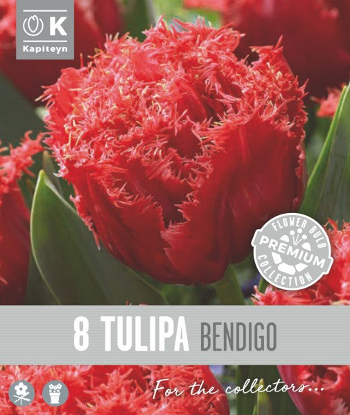 PREM TULIP BENDIGO x8