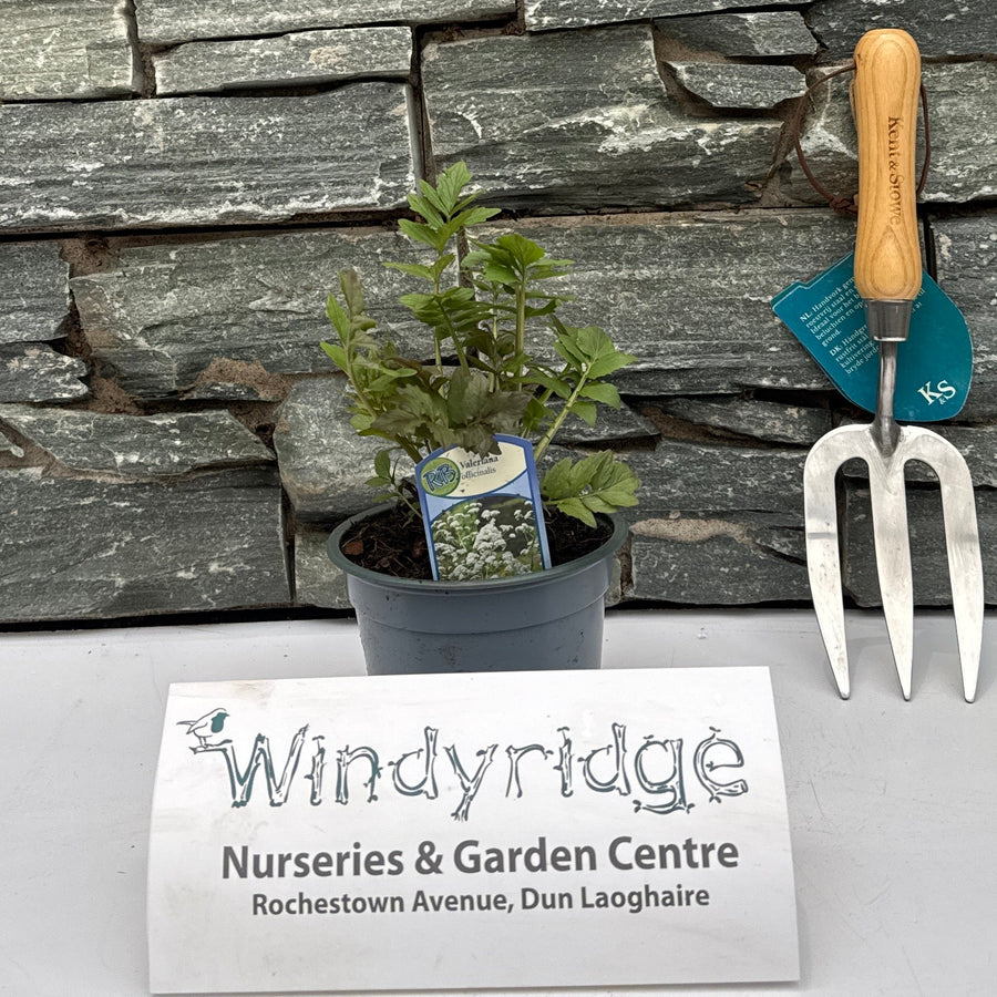 Valeriana Officinalis  P13 - Bedding - Windyridge Garden Centre