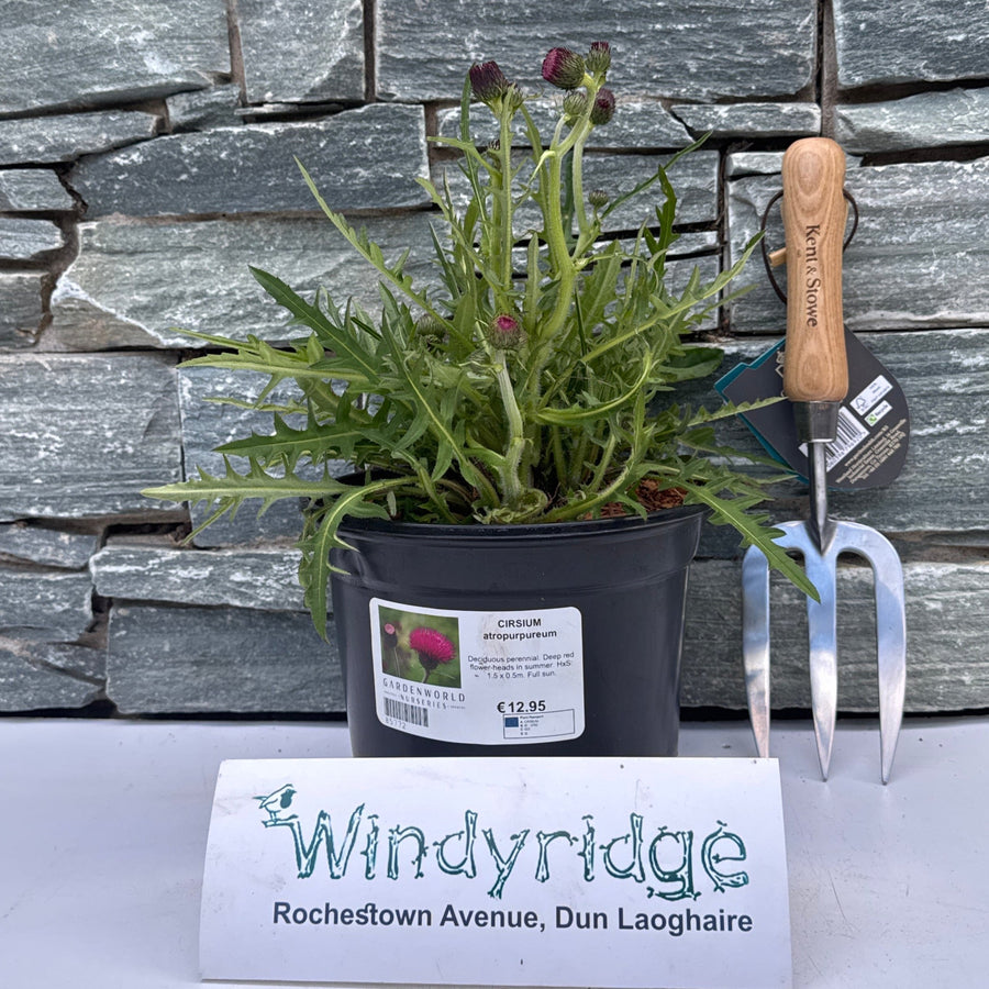 Cirsium Atropurpureum 3L - Herbaceous - Windyridge Garden Centre