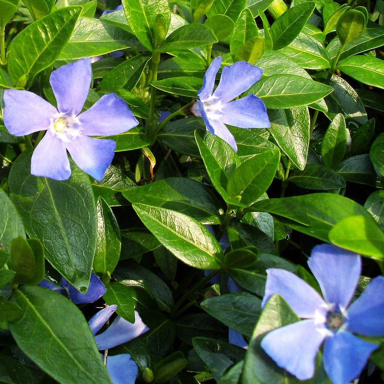 Vinca Minor Bowles Variety - Herbaceous - Windyridge Garden Centre