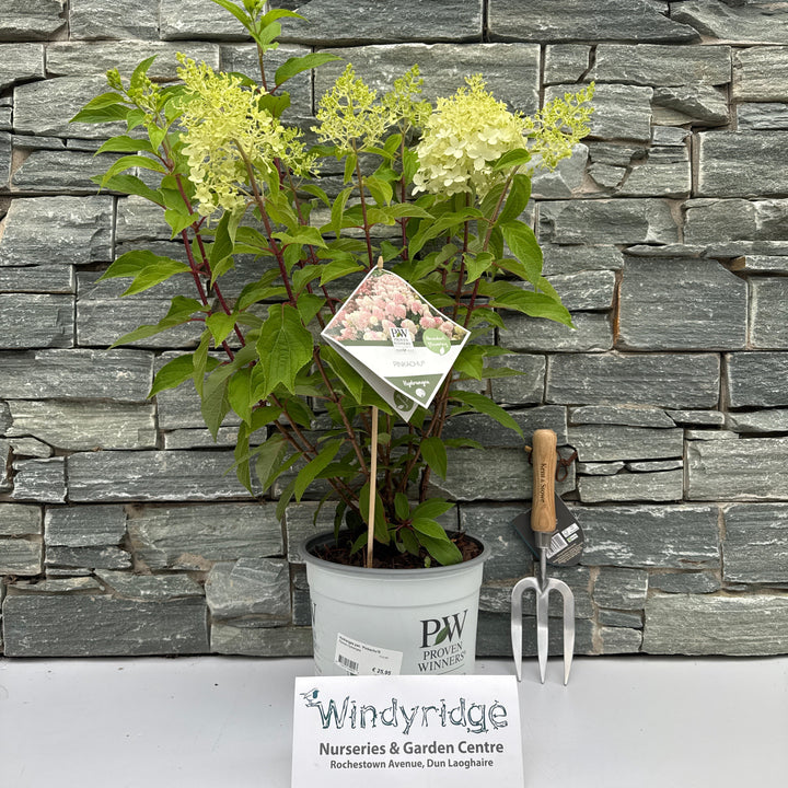 3ltr Hydrangea