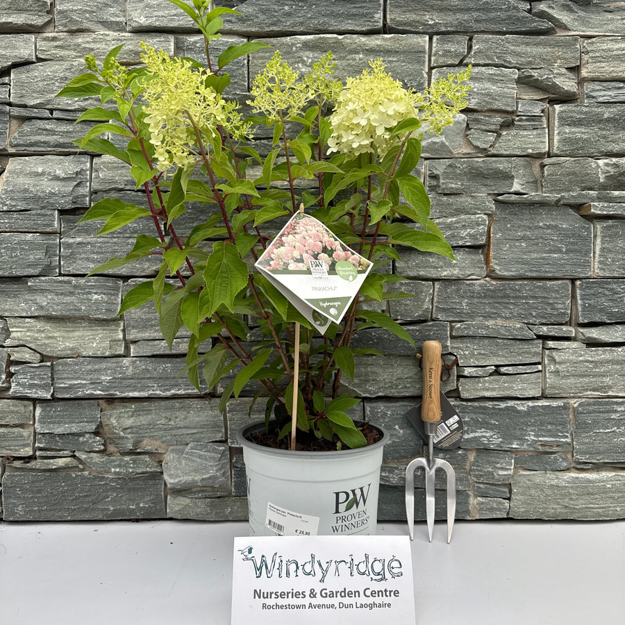 3ltr Hydrangea