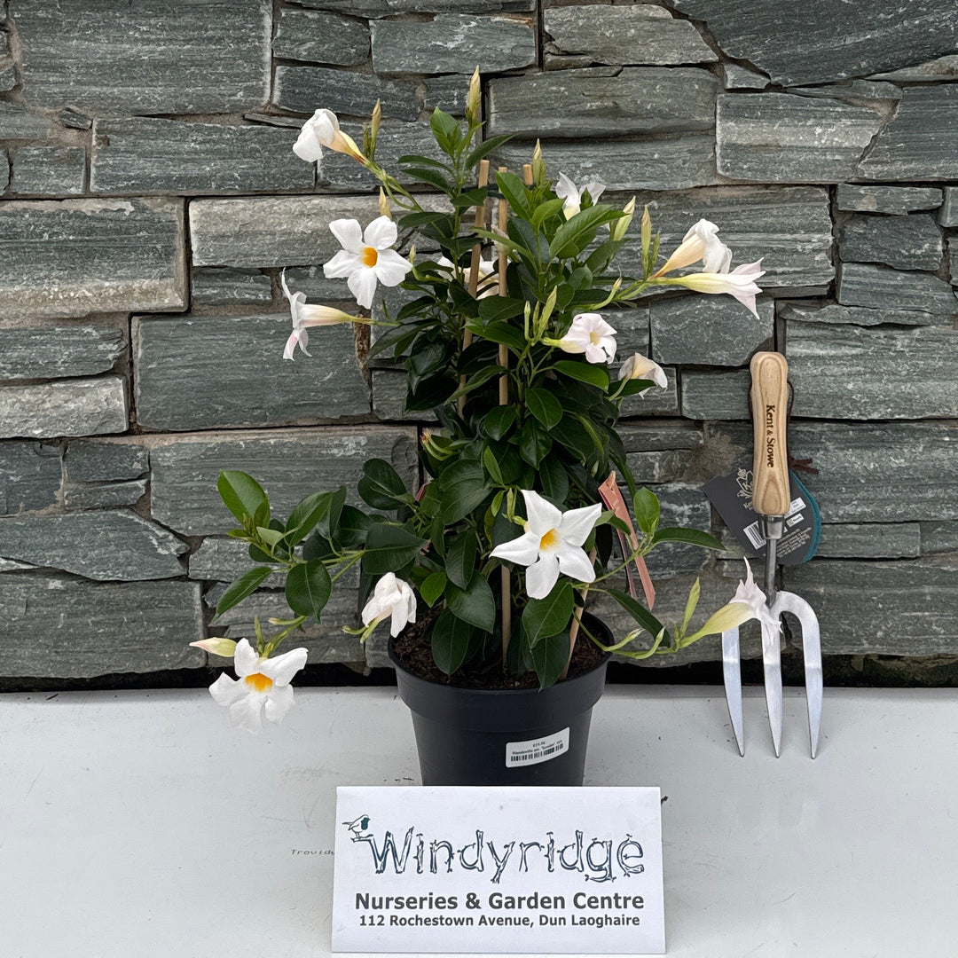 Mandevilla am. 'Sundav'  mix