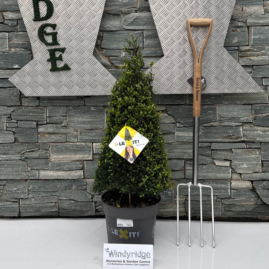 Ilex crenata 'Dark Green'Ã‚Â® 70-80 CM PYR C10 - Standard Trees and Topiary - Windyridge Garden Centre