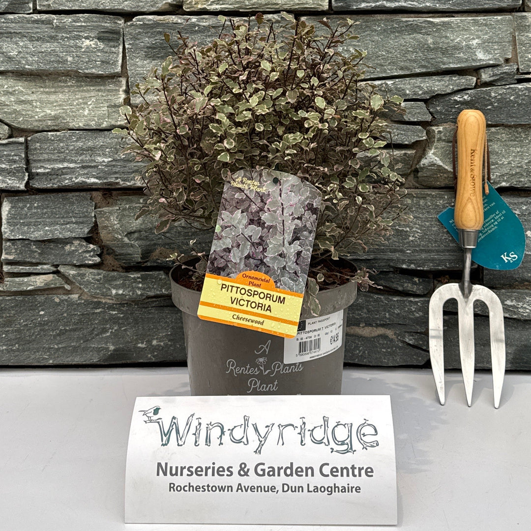 Pittosporum T. Victoria - Shrubs - Windyridge Garden Centre