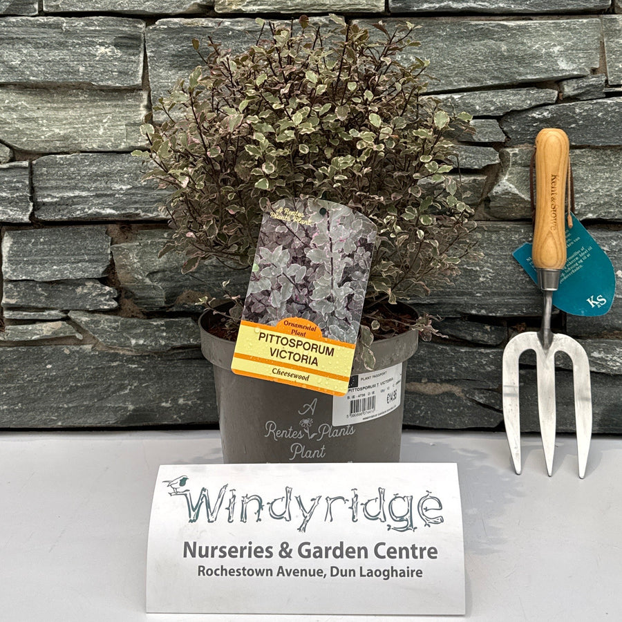 Pittosporum T. Victoria - Shrubs - Windyridge Garden Centre