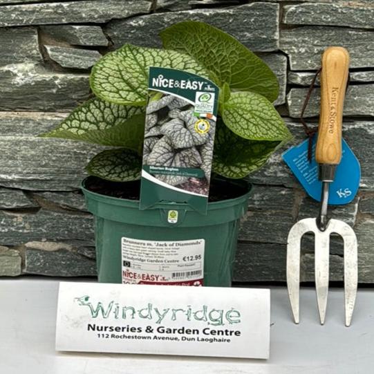 Brunnera M. Jack Of Diamonds - Herbaceous - Windyridge Garden Centre
