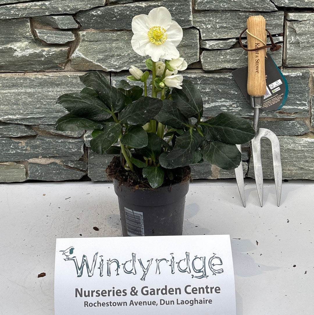 Helleborus Christmas Carol P12