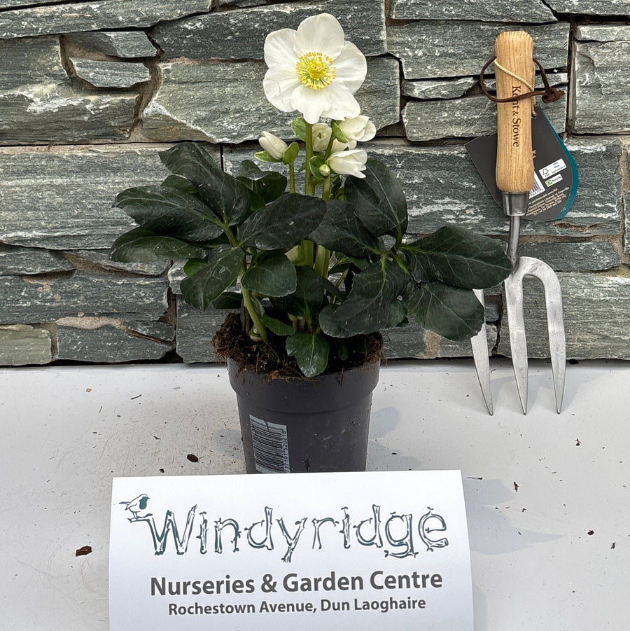Helleborus Christmas Carol P12 - Herbaceous - Windyridge Garden Centre