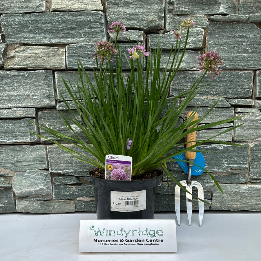 Ornamental Onion Allium Millenium (3Ltr Pot) - Herbaceous - Windyridge Garden Centre