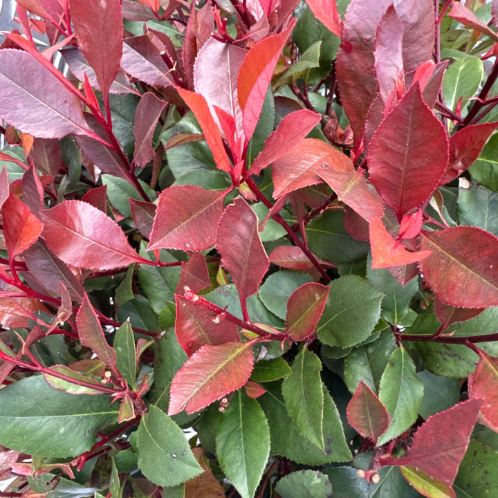 Photinia Fraseri Little Red Robin Stem C15 160cm