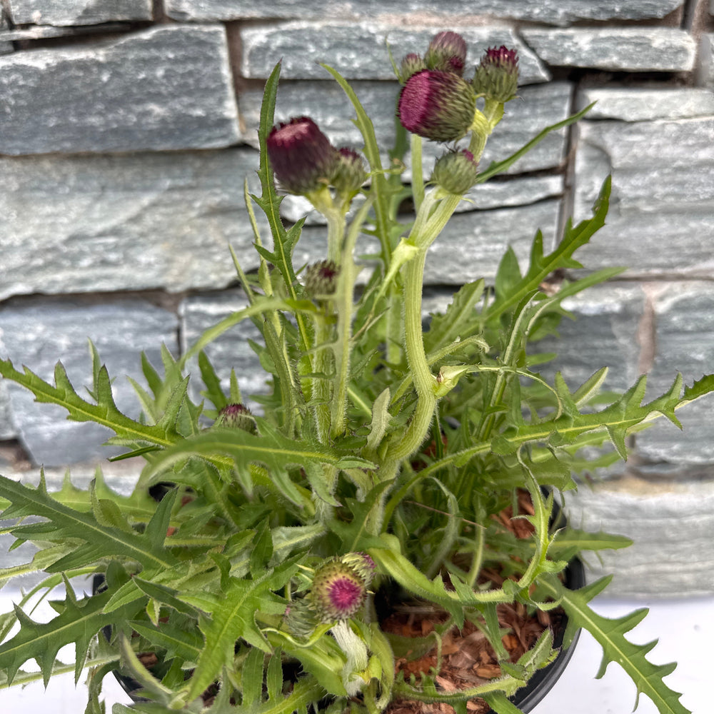 Cirsium Atropurpureum 3L - Herbaceous - Windyridge Garden Centre