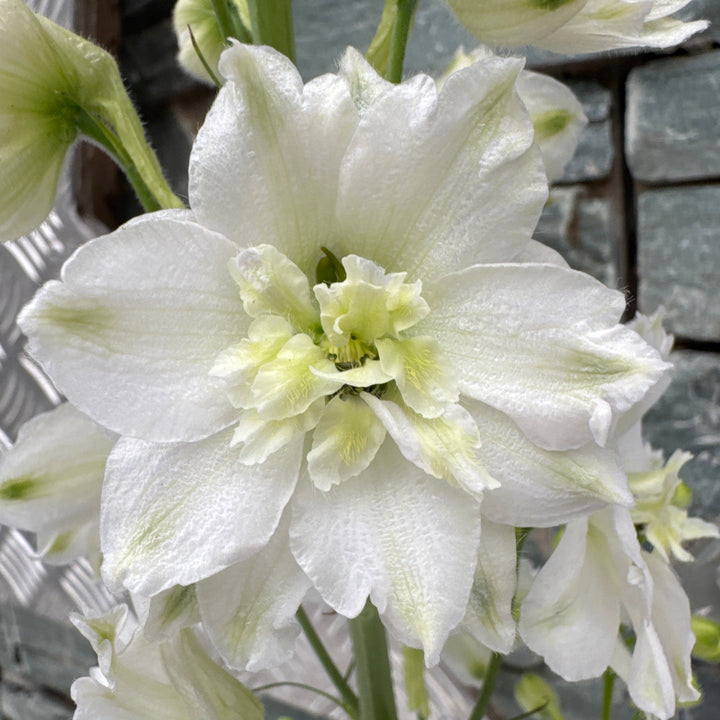 DELPHINIUM elatum Paramo Blanca