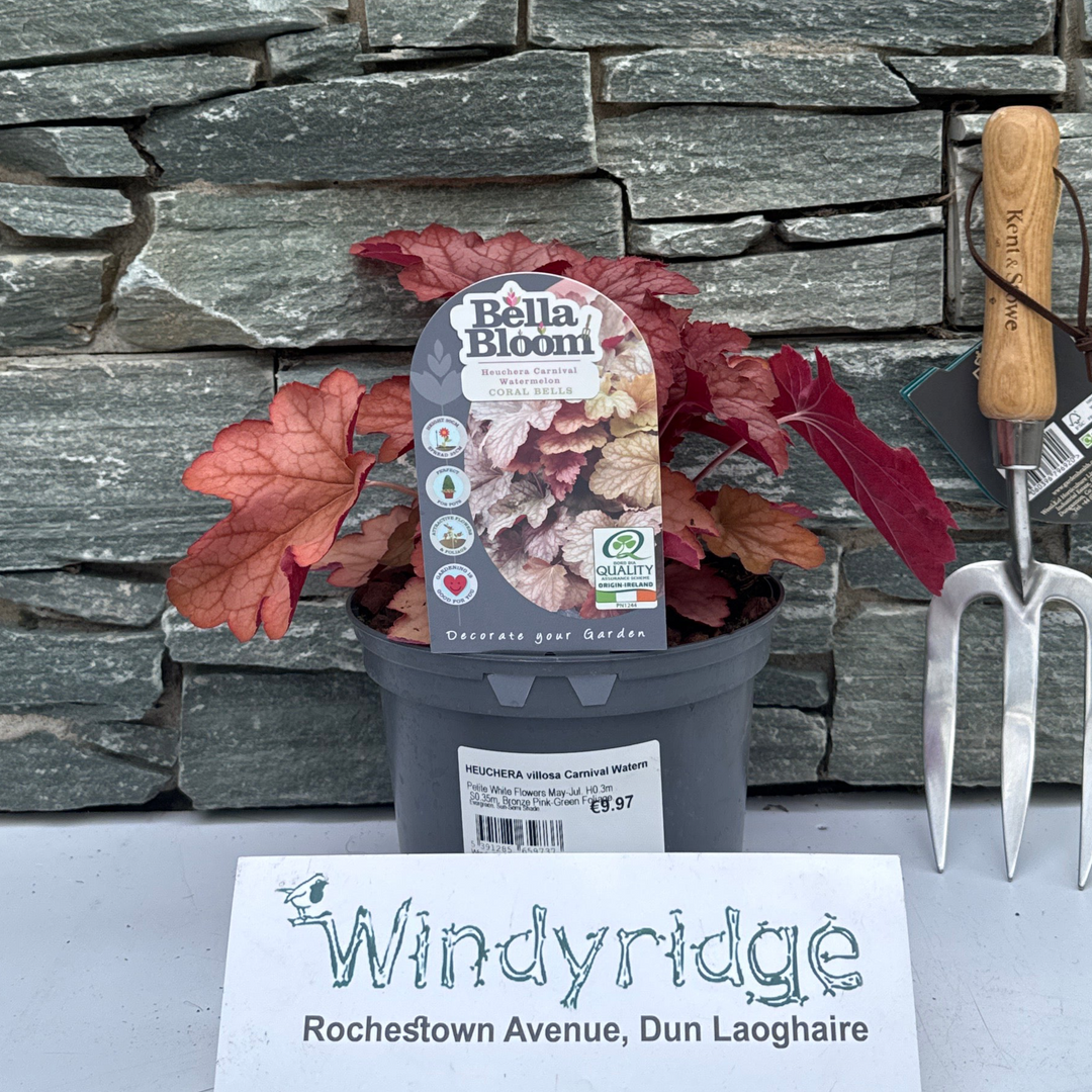 HEUCHERA villosa Carnival Watermelon