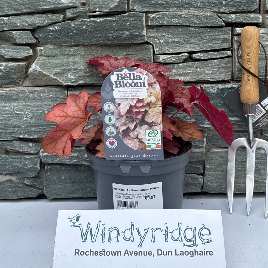 Heuchera Villosa Carnival Watermelon - Herbaceous - Windyridge Garden Centre