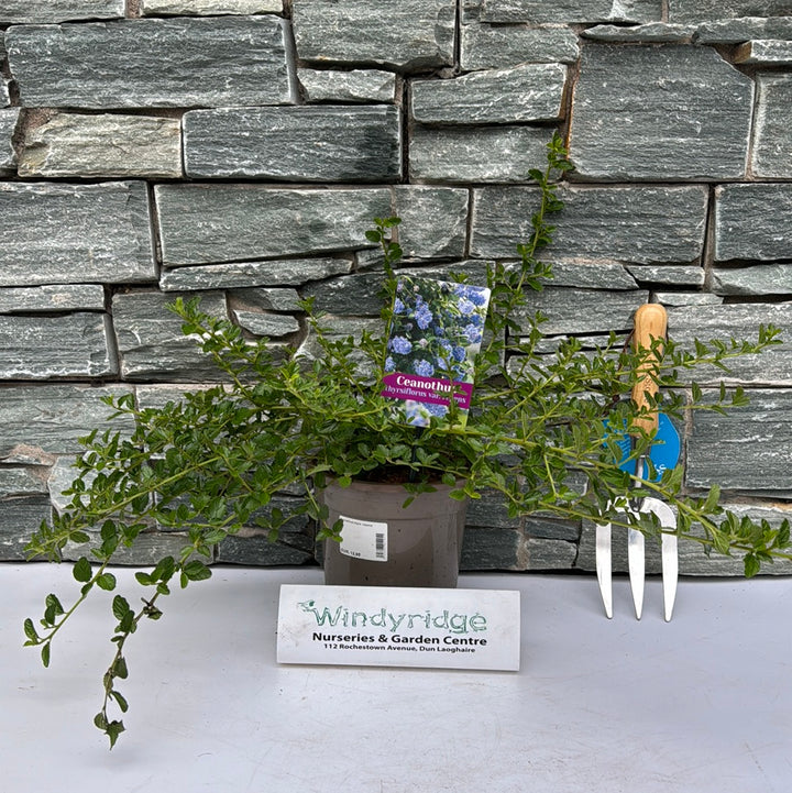 Ceanothus thyrs. repens