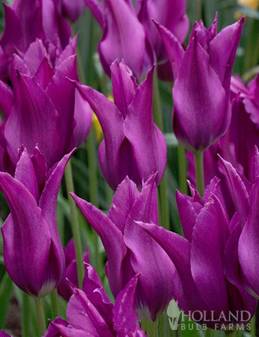 TRAY TULIPA PURPLE DREAM 10