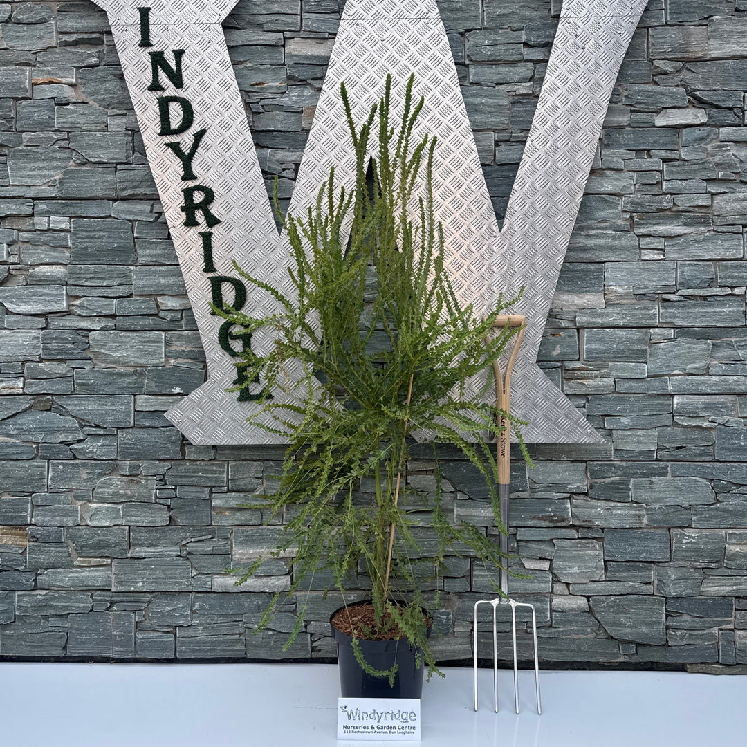 ACACIA pravissima 10L