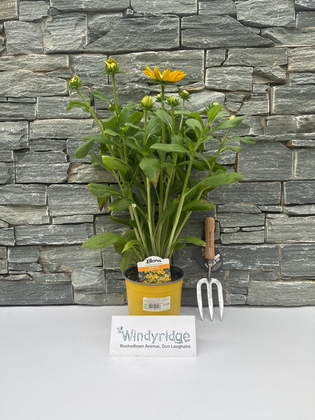 Rudbeckia Sunbeckia Ophelia 3ltr pot