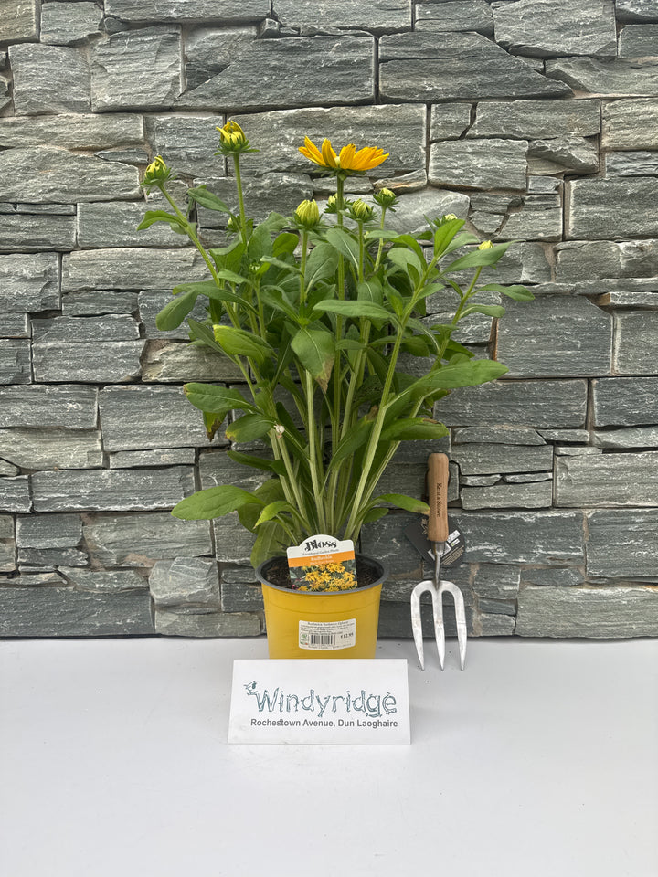 Rudbeckia Sunbeckia Ophelia 3ltr pot