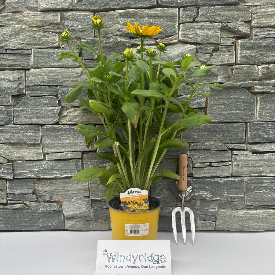 Rudbeckia Sunbeckia Ophelia 3Ltr Pot - Herbaceous - Windyridge Garden Centre